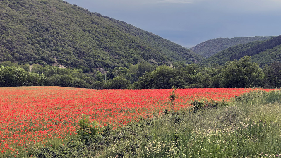 coquelicots