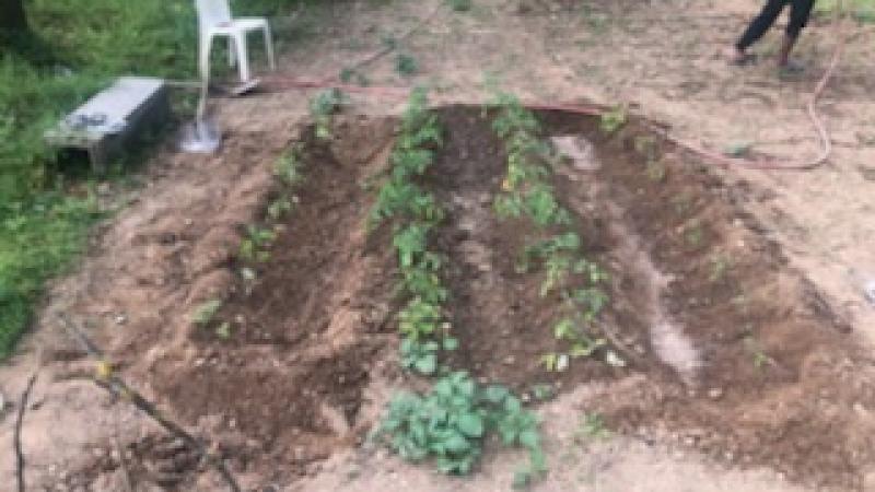Jardin